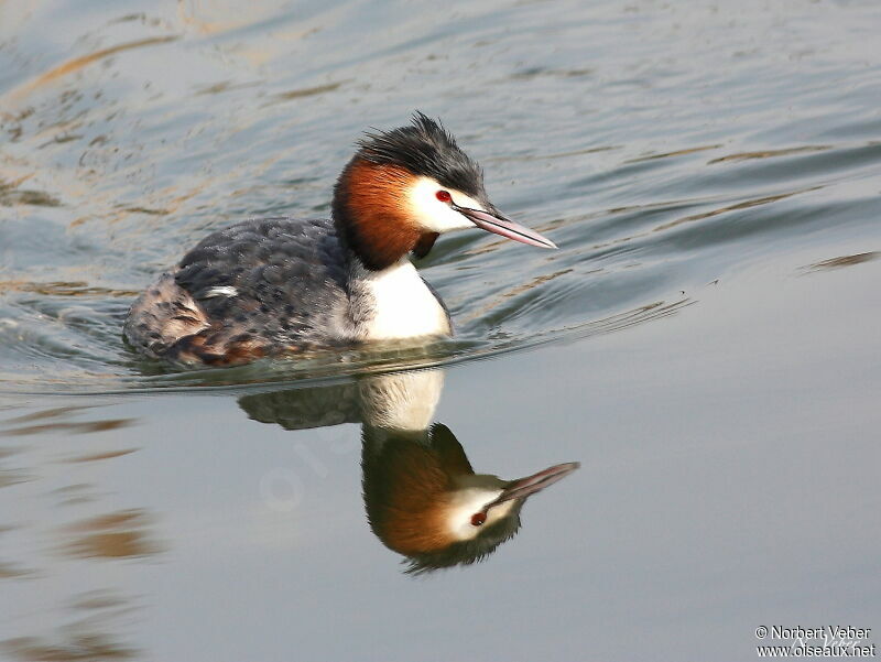 Great Crested Grebe