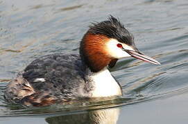 Great Crested Grebe