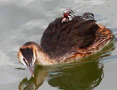 Great Crested Grebe