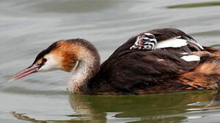 Great Crested Grebe