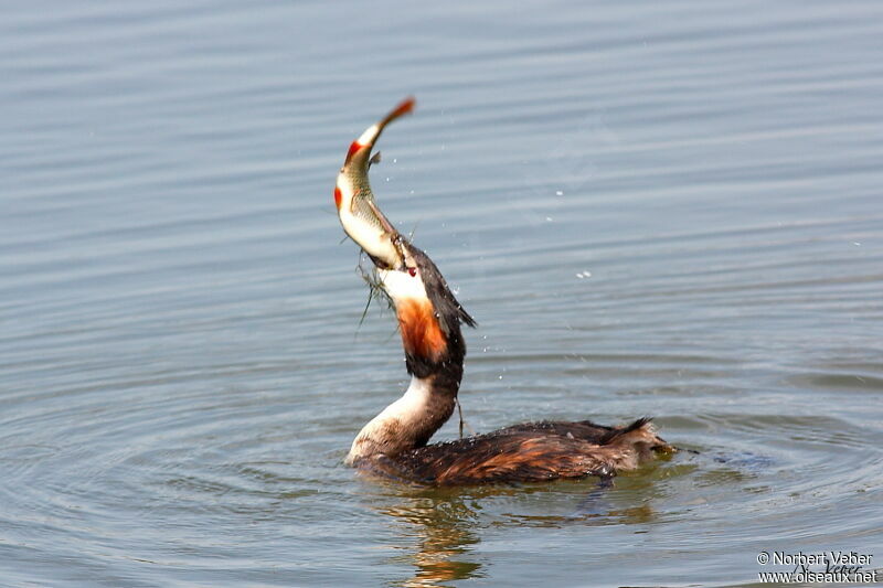 Great Crested Grebeadult, feeding habits