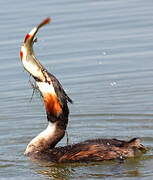 Great Crested Grebe