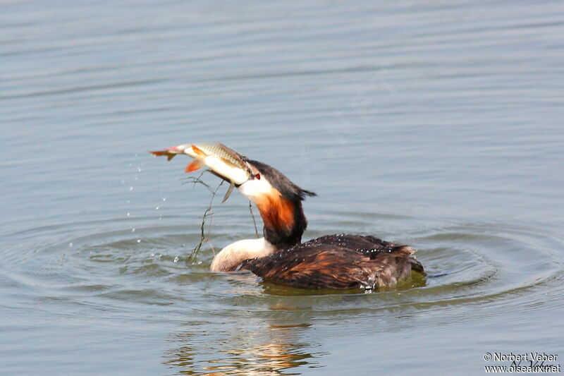 Great Crested Grebeadult, feeding habits