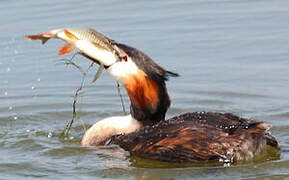 Great Crested Grebe