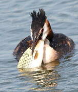 Great Crested Grebe