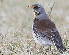 Fieldfare