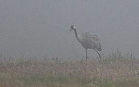 Common Crane