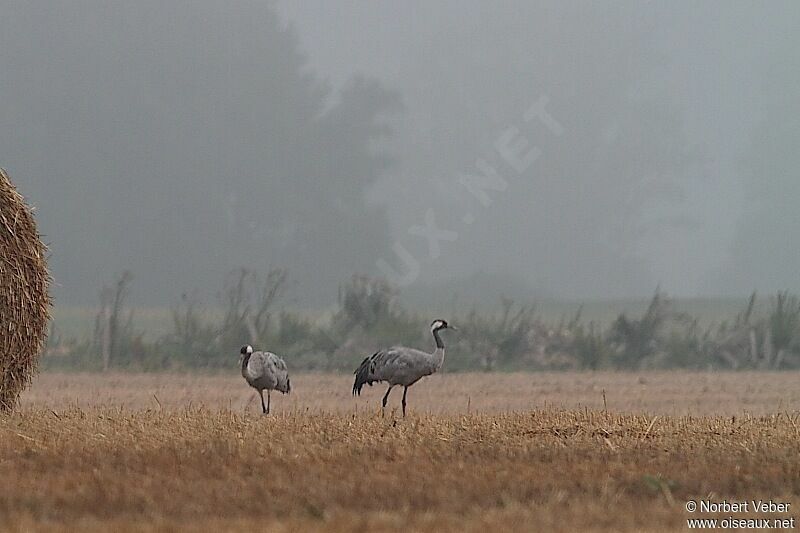 Common Craneadult