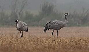 Common Crane