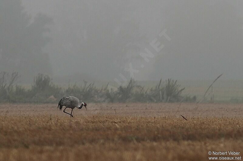 Common Craneadult, feeding habits