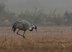 Grue cendrée