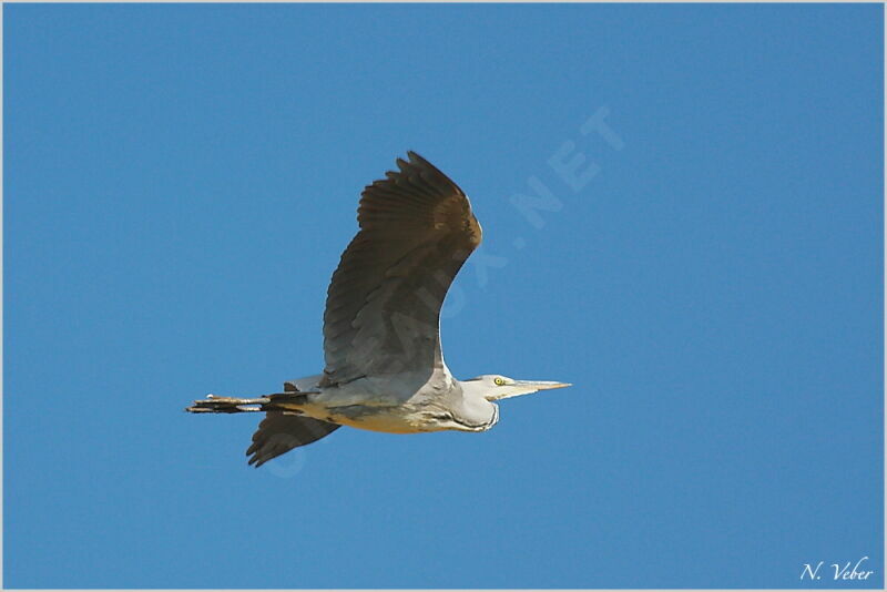 Grey Heron