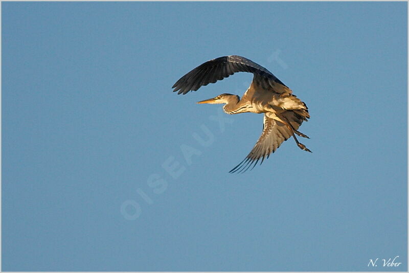 Grey Heron