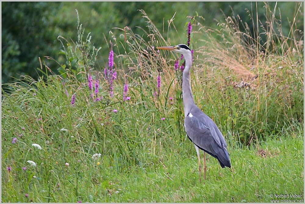 Grey Heronadult