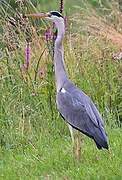 Grey Heron