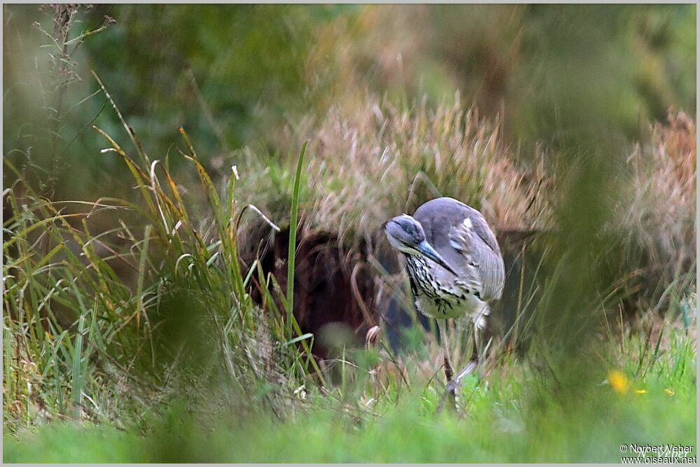 Grey Heron, Behaviour