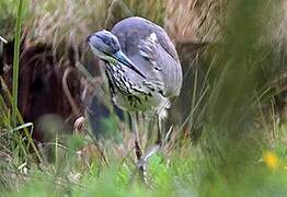 Grey Heron