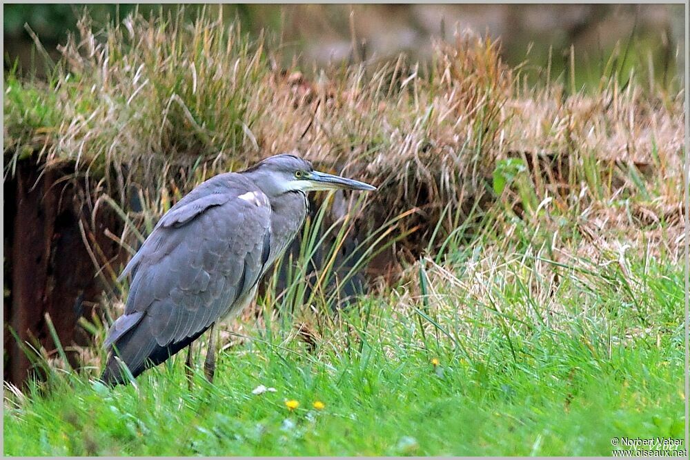 Grey Heron, Behaviour