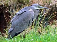 Grey Heron