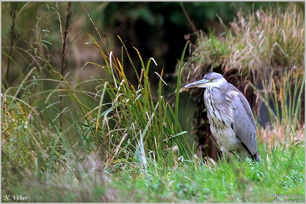 Grey Heron