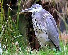 Grey Heron