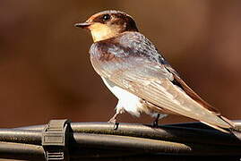 Barn Swallow