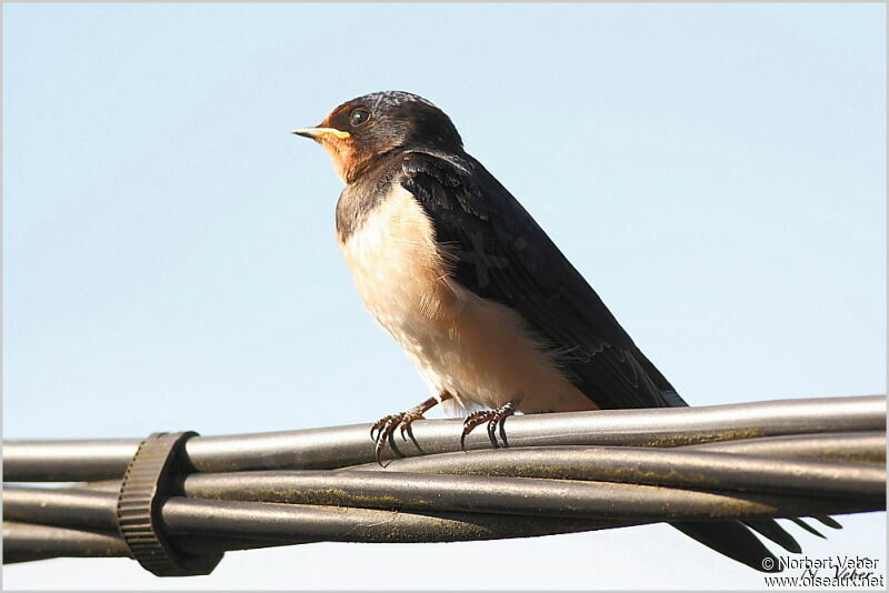 Barn Swallowjuvenile