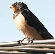 Barn Swallow