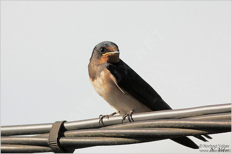 Barn Swallowjuvenile