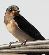 Barn Swallow