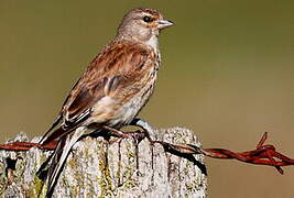 Common Linnet