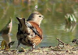 Common Linnet