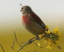 Linotte mélodieuse