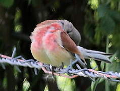 Linotte mélodieuse