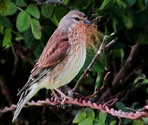 Linotte mélodieuse