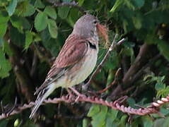 Linotte mélodieuse