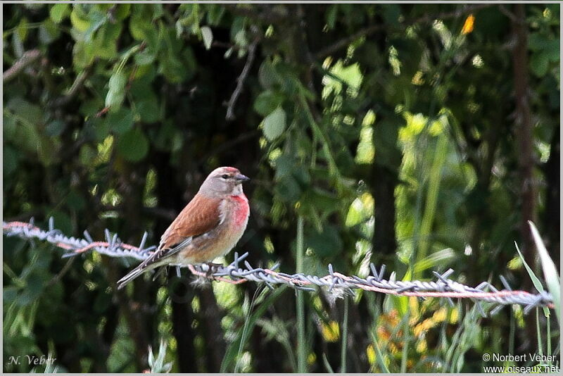 Common Linnet male adult