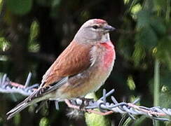 Common Linnet