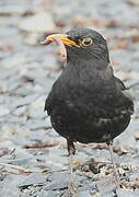 Common Blackbird