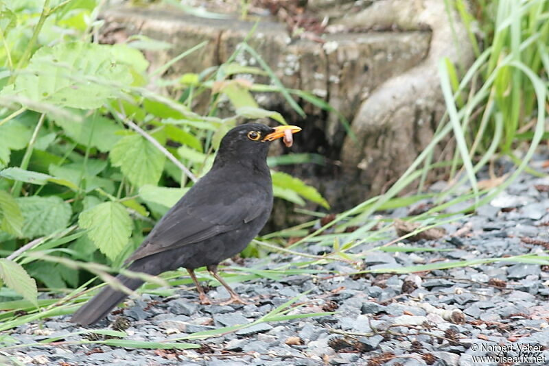 Common Blackbird male adult