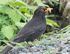 Common Blackbird