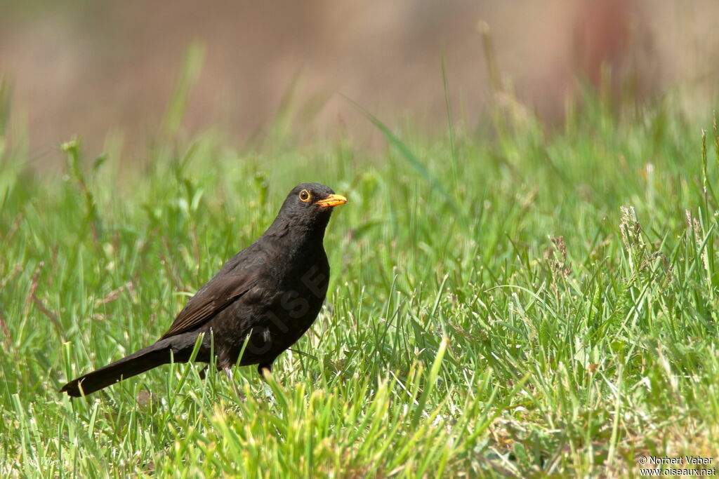 Common Blackbird