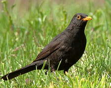 Common Blackbird