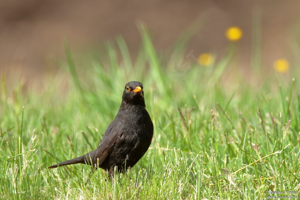 Common Blackbird