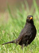 Common Blackbird