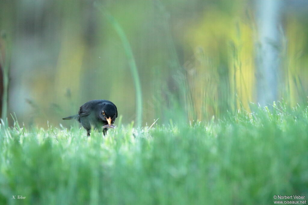 Common Blackbird