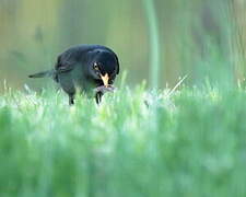 Common Blackbird