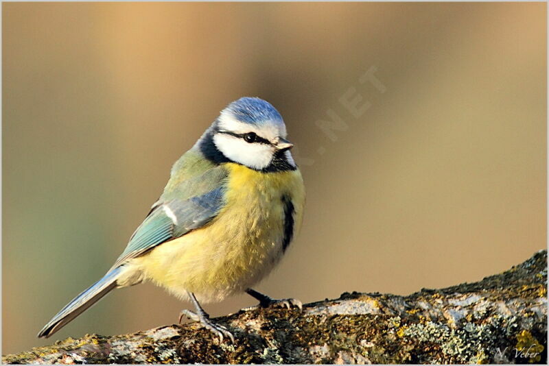 Mésange bleueadulte