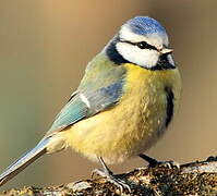 Eurasian Blue Tit