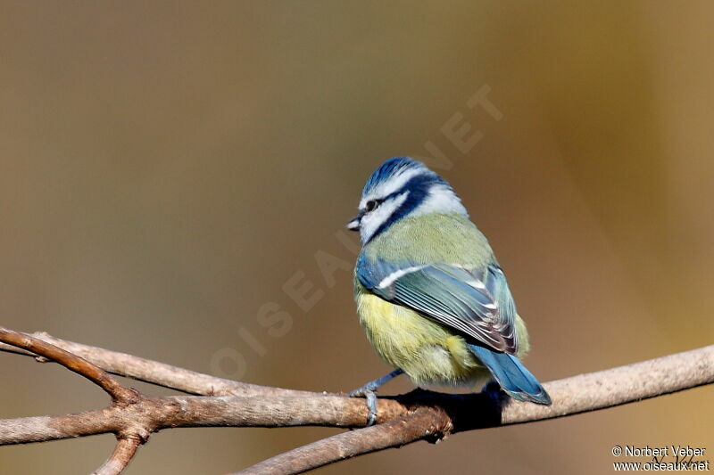 Mésange bleueadulte